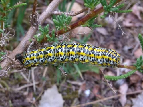 Cucullia tanaceti